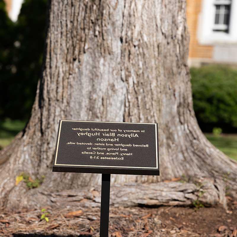 image of inscribed plaque in front of tree